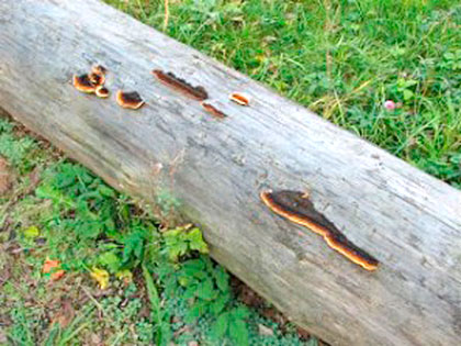 Holzschädlinge: „Blättlinge“ · Zimmerei „Manche mögens Holz“