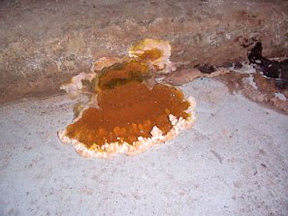 Holzschädlinge: „Echter Hausschwamm“ · Zimmerei „Manche mögens Holz“ Holzschädlinge: „Echter Hausschwamm“ · Zimmerei „Manche mögens Holz“