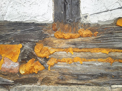 Holzschädlinge: „Styroporling“ · Zimmerei „Manche mögens Holz“ Holzschädlinge: „Styroporling“ · Zimmerei „Manche mögens Holz“